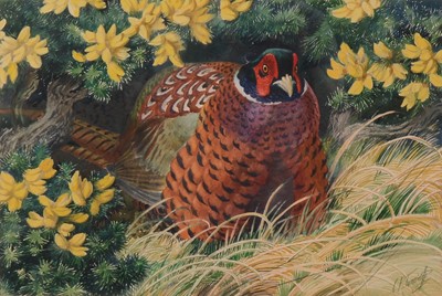 Lot 129 - Charles Frederick Tunnicliffe, Cock in The Gorse