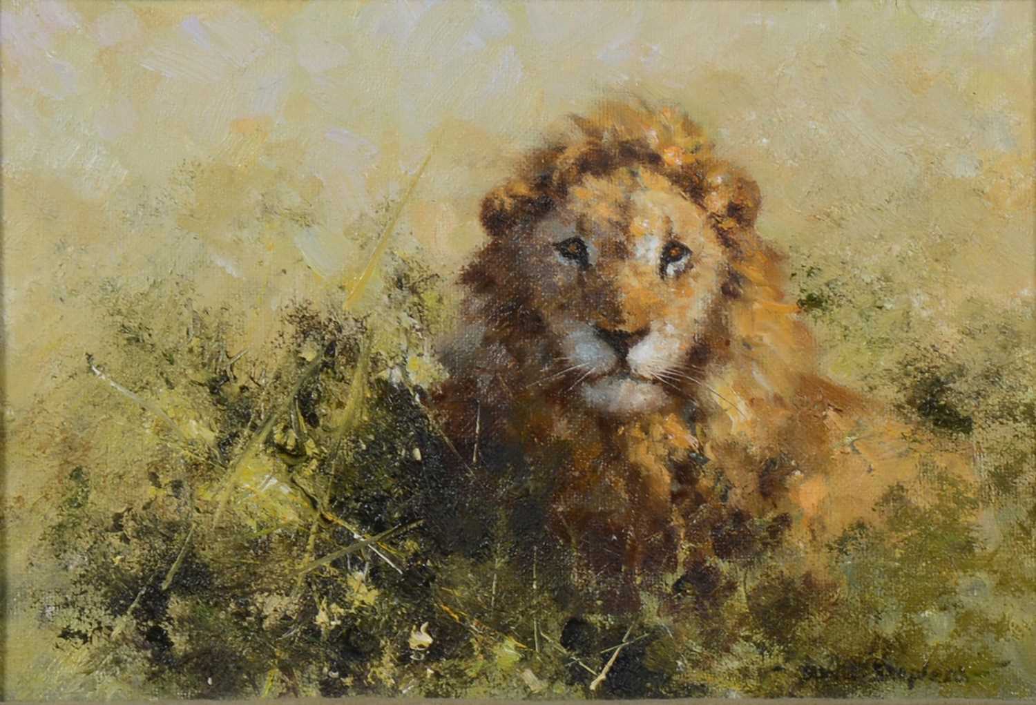 148 - David Shepherd, Lion