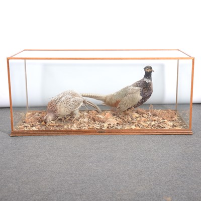 Lot 437 - Taxidermy; pheasants, glazed case