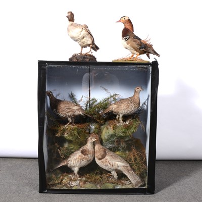 Lot 410 - Taxidermy - an arrangement of four Red Grouse; and two taxidermy ducks