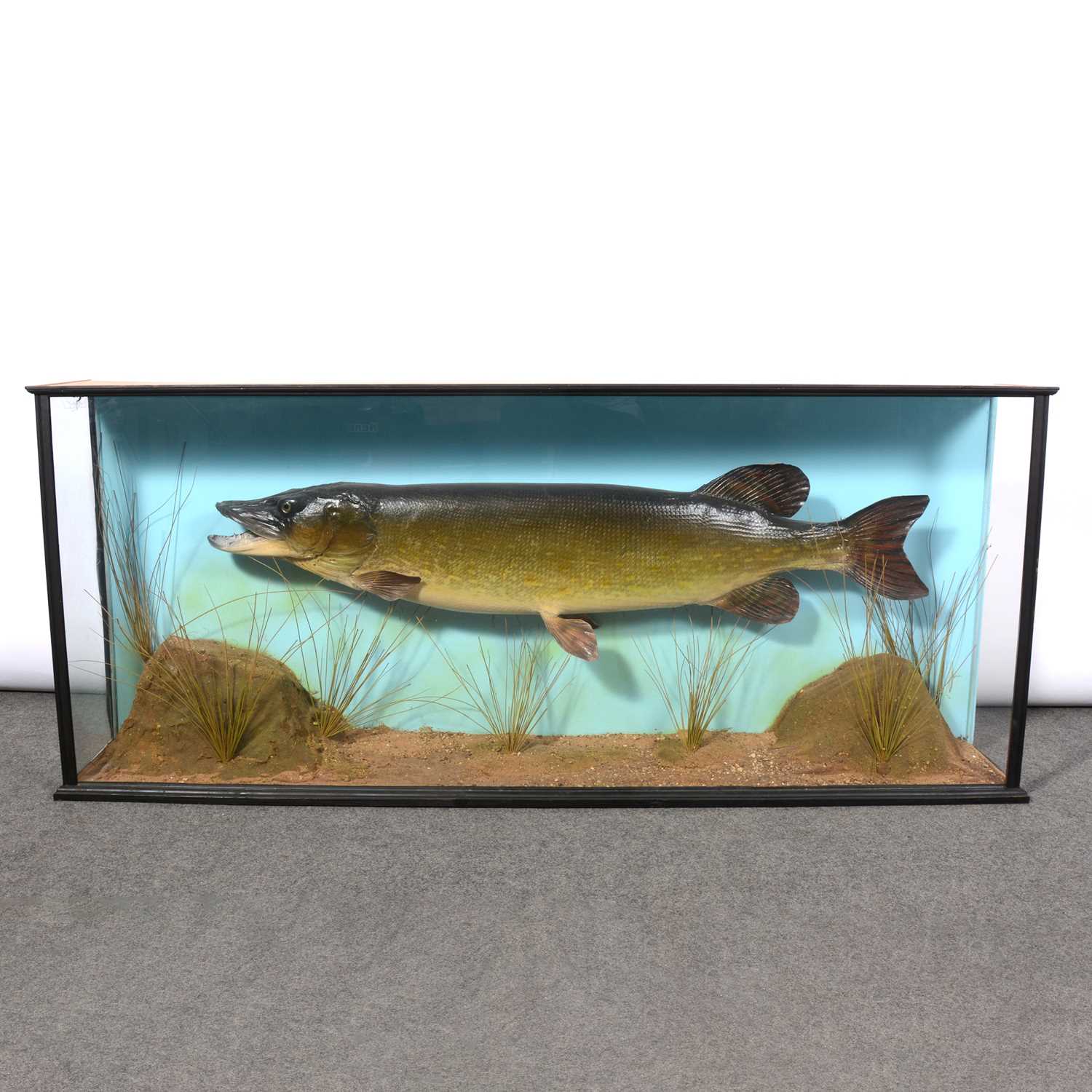 Lot 207 - Taxidermy - large cased pike