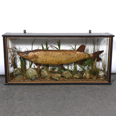 Lot 242 - Taxidermy - Pike, 6lb 13oz, Caught J T Beadman, March 28th 1926