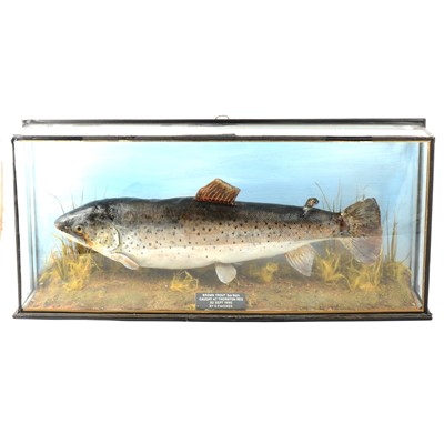 Lot 240 - Taxidermy - Brown Trout, 5lb 6ozs
