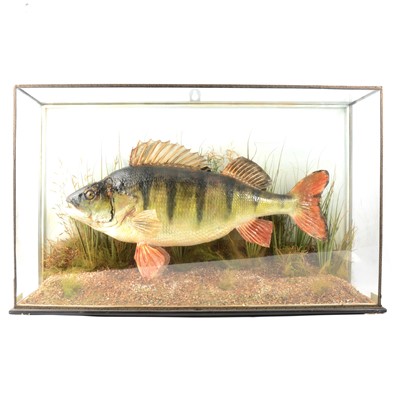 Lot 239 - Taxidermy - Perch, by J E Shelbourne, Leicester