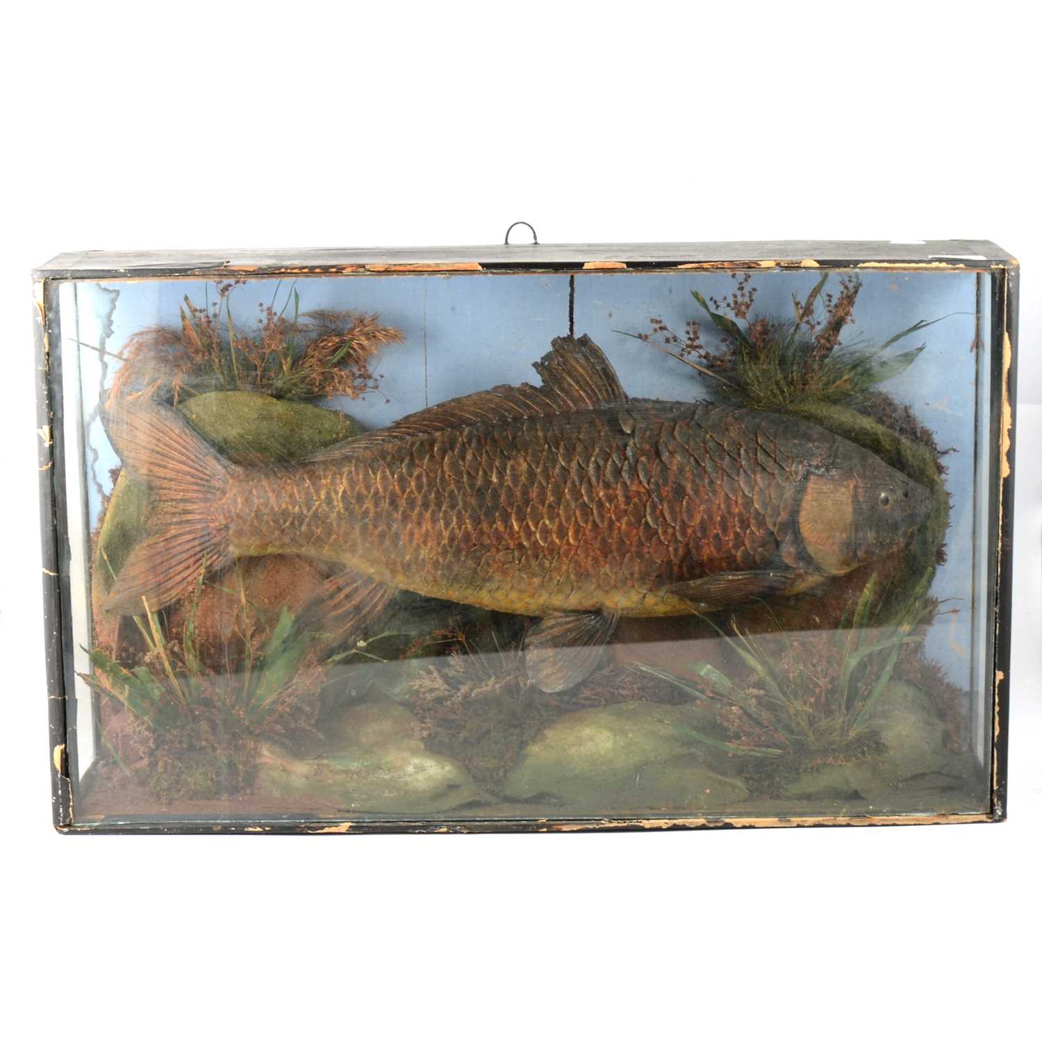 Lot 224 - Taxidermy - Carp, 20th century