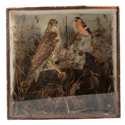 Lot 223 - Taxidermy - an early 20th century arrangement with falcon, male chaffinch, and blackbird