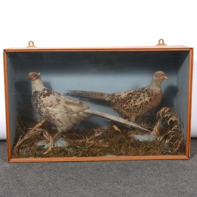 Lot 243 - Taxidermy - a pair of cased pheasants