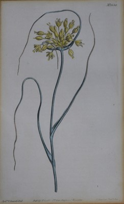 Lot 290 - A collection of botanical prints