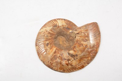Lot 24 - Jurassic period ammonite