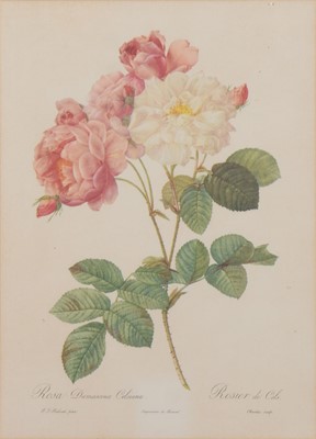 Lot 325 - After Redoute, Roses, six colour prints, 37x26cm.