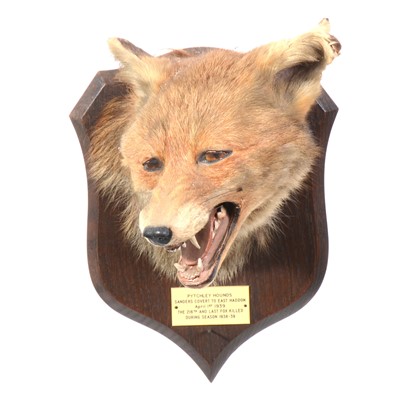 Lot 610 - Taxidermy; Fox mask trophy