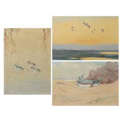 Lot 469 - L Dundas, FZS, bird resting on beach.