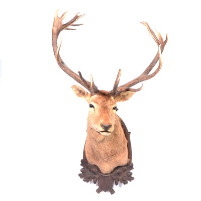 Lot 110 - Taxidermy; Large Red Deer stags head