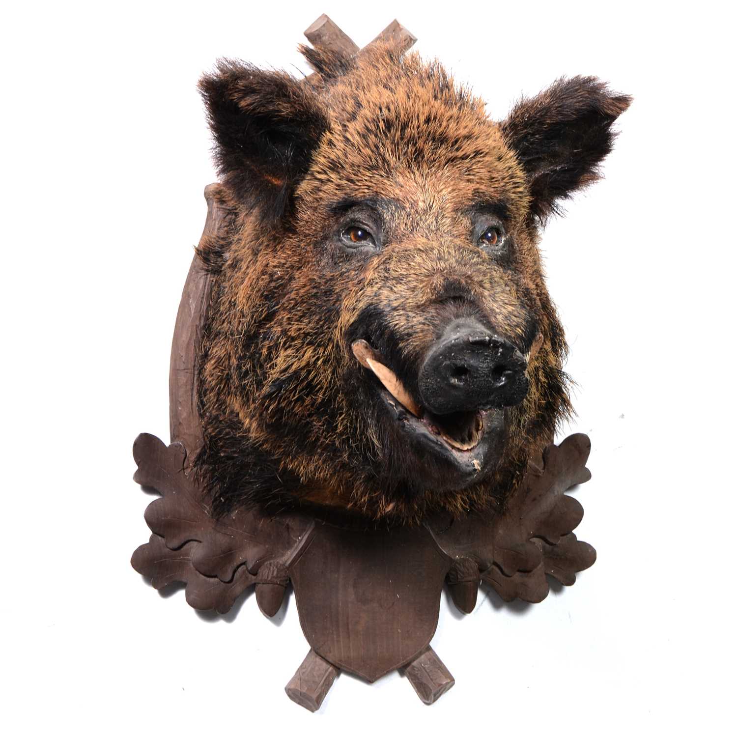 Lot 369 - Taxidermy; Boar’s head on Austro-German oak shield