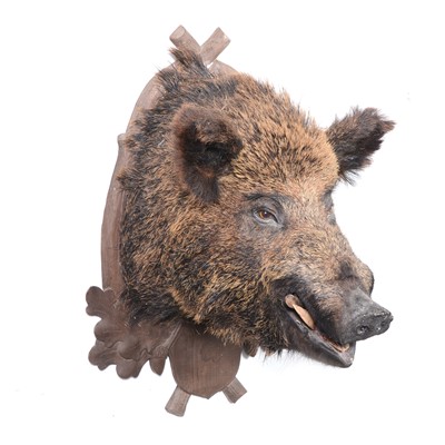 Lot 369 - Taxidermy; Boar’s head on Austro-German oak shield