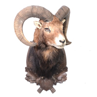 Lot 370 - Taxidermy; Mouflon