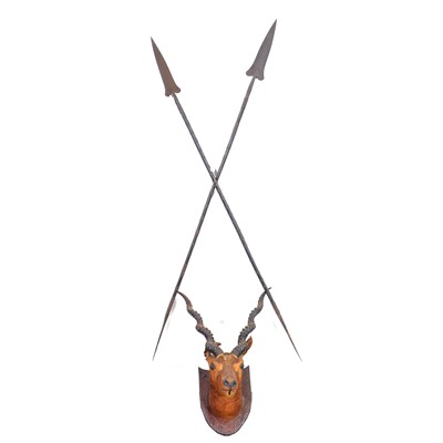 Lot 165 - Taxidermy: Antelope head and two spears.