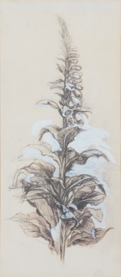 Lot 286 - Peter Newcombe, attributed, Foxglove study
