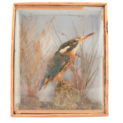 Lot 126 - Taxidermy: Kingfisher, in glazed case, height 24cm.