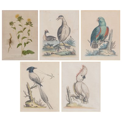 Lot 318 - After George Edwards, four hand-coloured ornithological engravings, and another botanical engraving