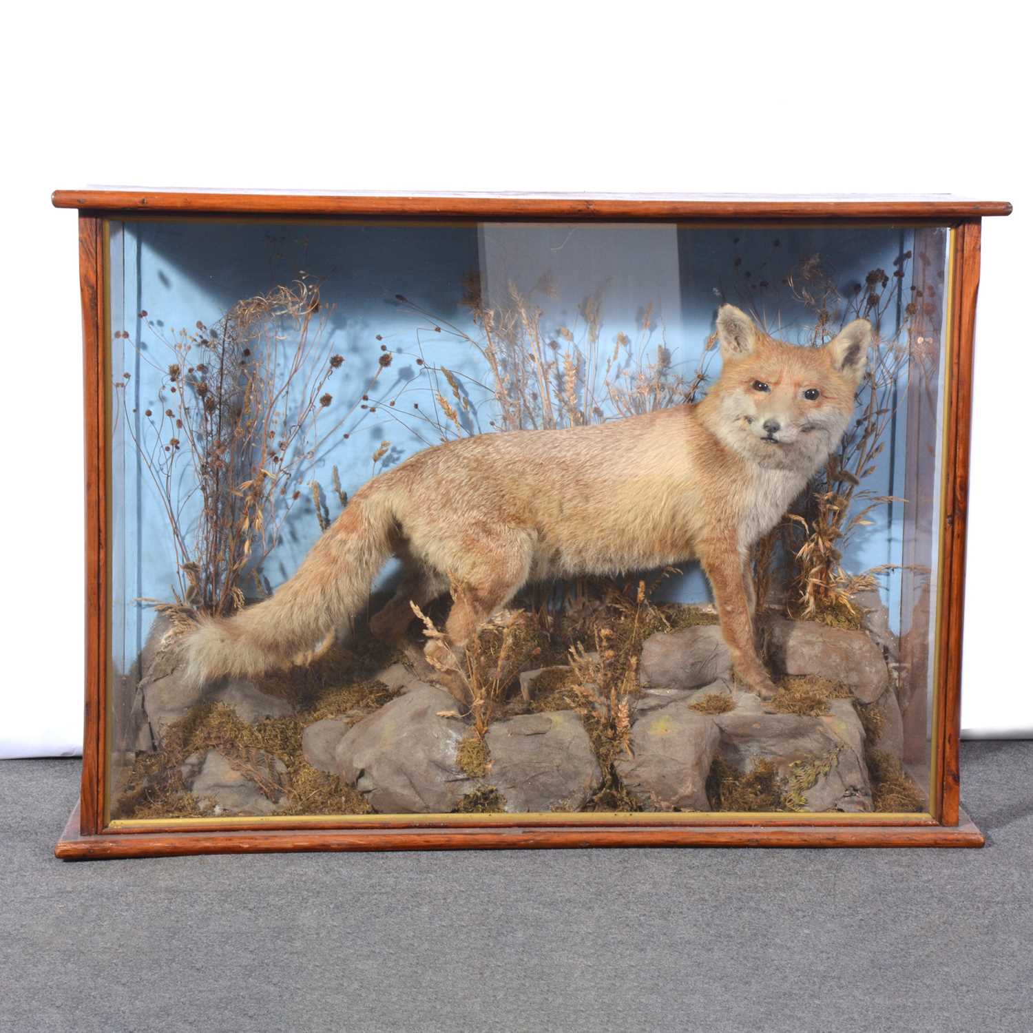 Lot 443 - Taxidermy, Red Fox in naturalistic display.