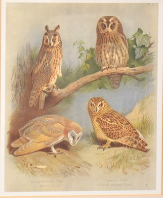 Lot 400 - After Archibald Thorburn, a set of 24 bird prints