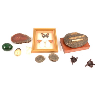 Lot 230 - Fossils, shells, hardstone eggs, etc.