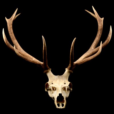 Lot 146 - Taxidermy: Red deer antlers, unmounted