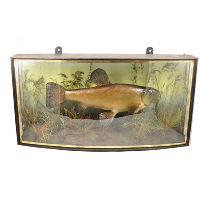 Lot 244 - Taxidermy Tench, cased presentation dated Sept 6th 1928