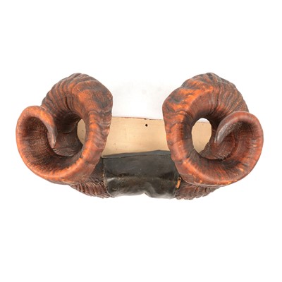 Lot 319 - Mounted set of ram's horns