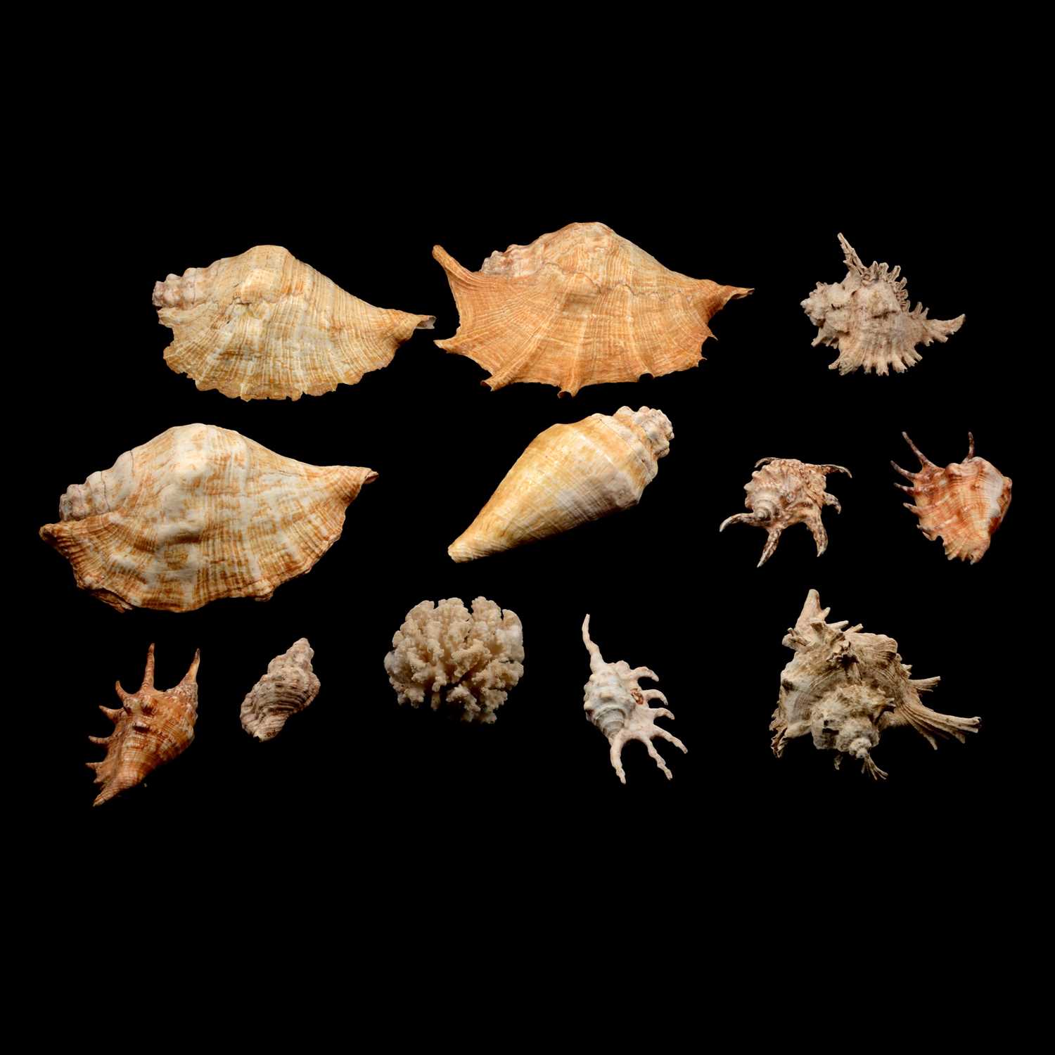 High Pitched Shell Lot 101 - Collection of sea shells,