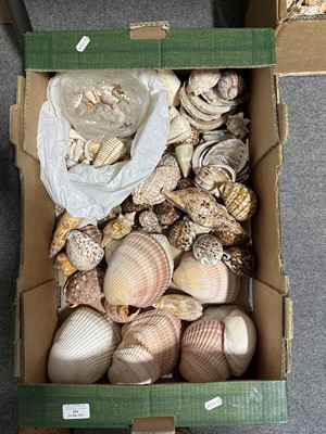 Lot 101 - Collection of sea shells