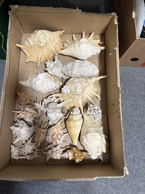 Lot 101 - Collection of sea shells