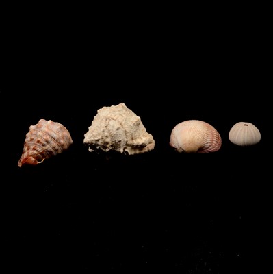 Lot 109 - Two boxes of assorted seashells
