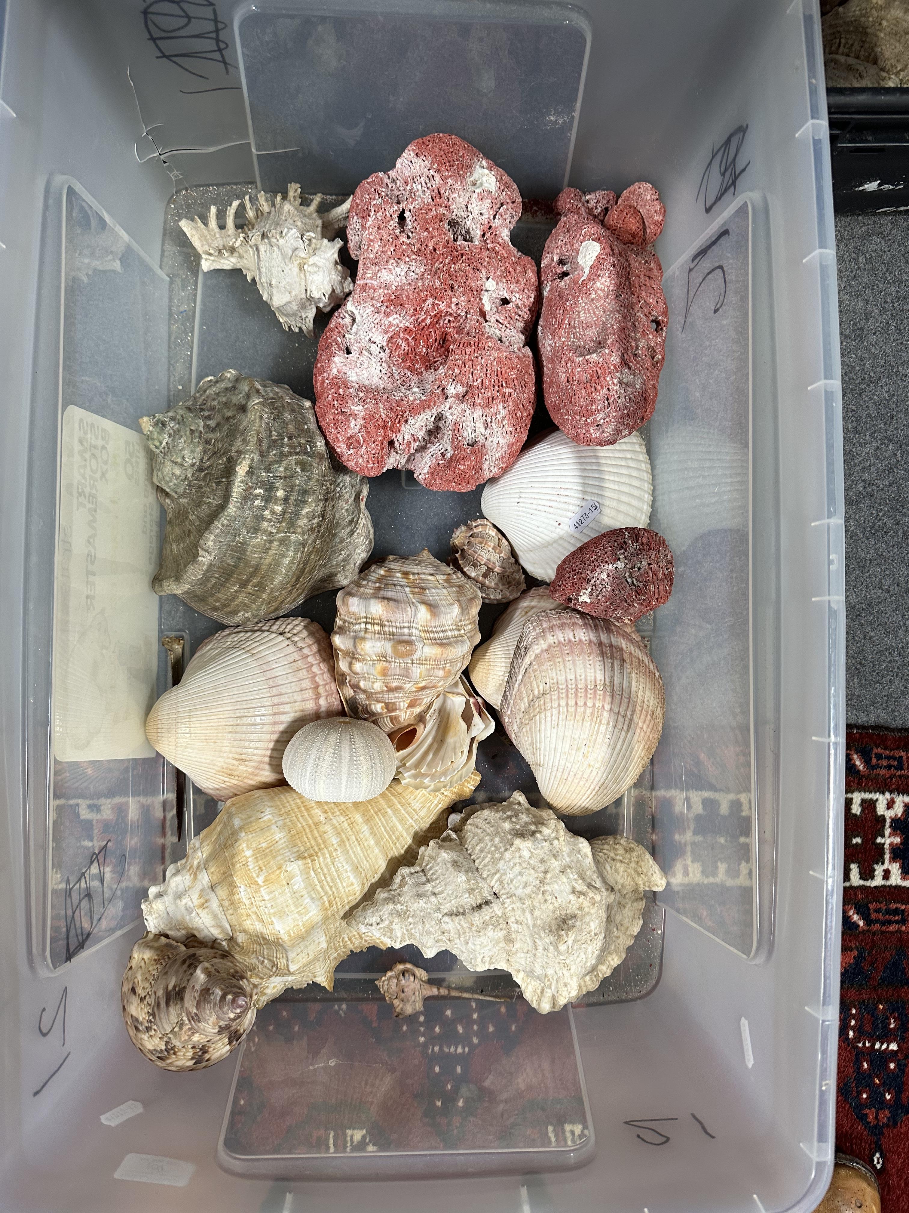 Lot 109 - Two boxes of assorted seashells