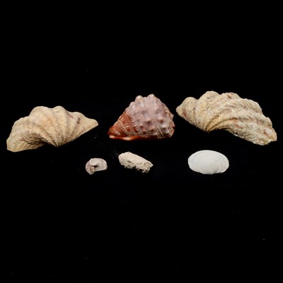 Lot 111 - Two boxes of assorted seashells