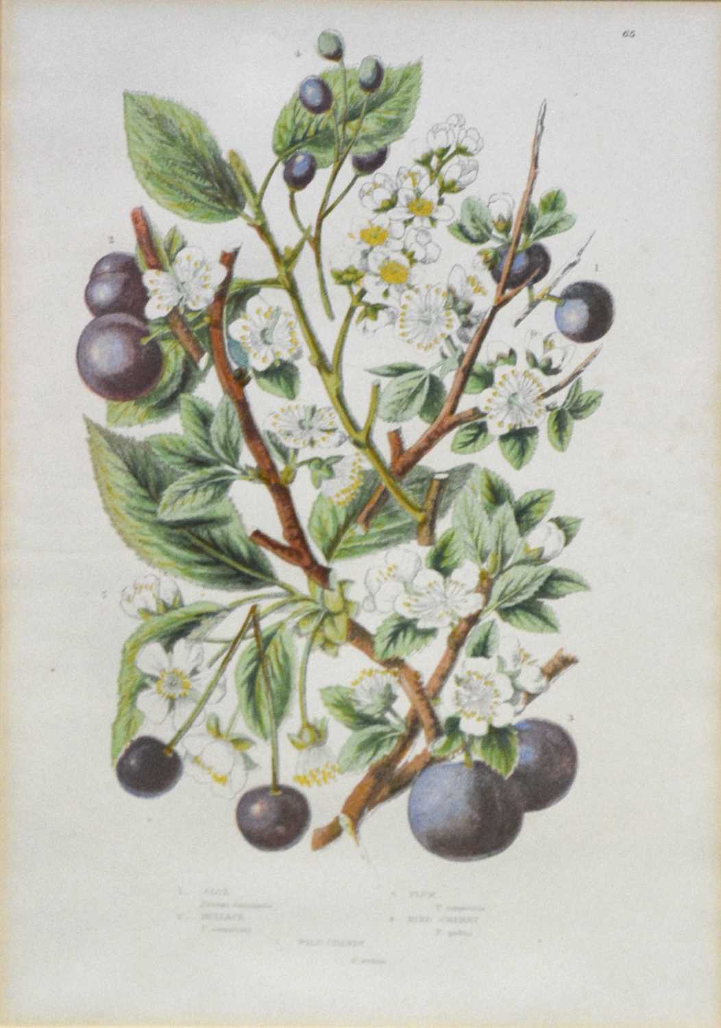 Lot 350 - After Anne Pratt, six botanical prints