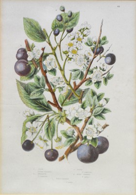 Lot 350 - After Anne Pratt, six botanical prints