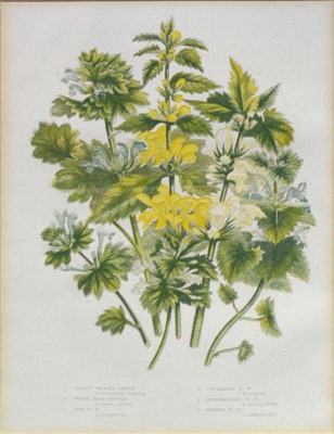 Lot 350 - After Anne Pratt, six botanical prints