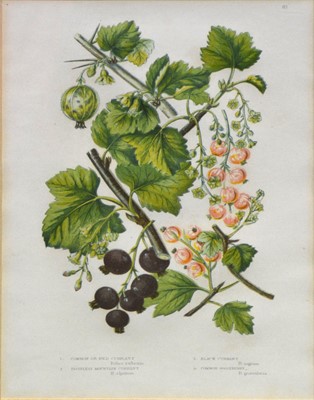 Lot 350 - After Anne Pratt, six botanical prints