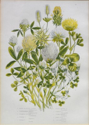 Lot 350 - After Anne Pratt, six botanical prints