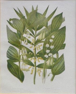 Lot 350 - After Anne Pratt, six botanical prints