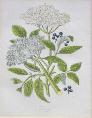 Lot 350 - After Anne Pratt, six botanical prints