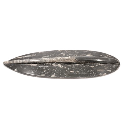 Lot 545 - Orthoceras fossil, circa 200mya