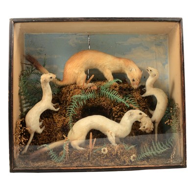 Lot 95A - Taxidermy: a cased presentation of four stoats