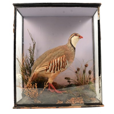 Lot 96A - Taxidermy: two cased presentations of a French Partridge, and a Pheasant