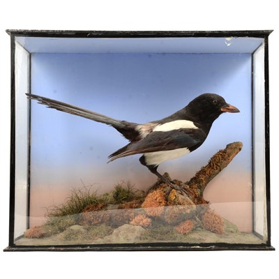 Lot 97A - Taxidermy: two cased presentations of a Magpie, and a Cuckoo