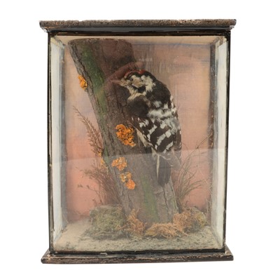 Lot 98A - Taxidermy: four cased presentations of British garden birds