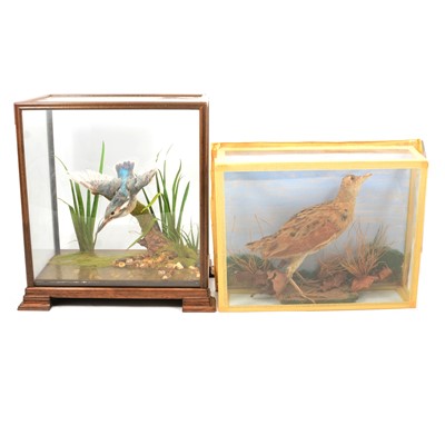 Lot 202 - Taxidermy: cased presentations of a Kingfisher and Corncrake.