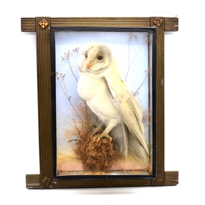 Lot 345 - Two taxidermy Barn Owls, early 20th century